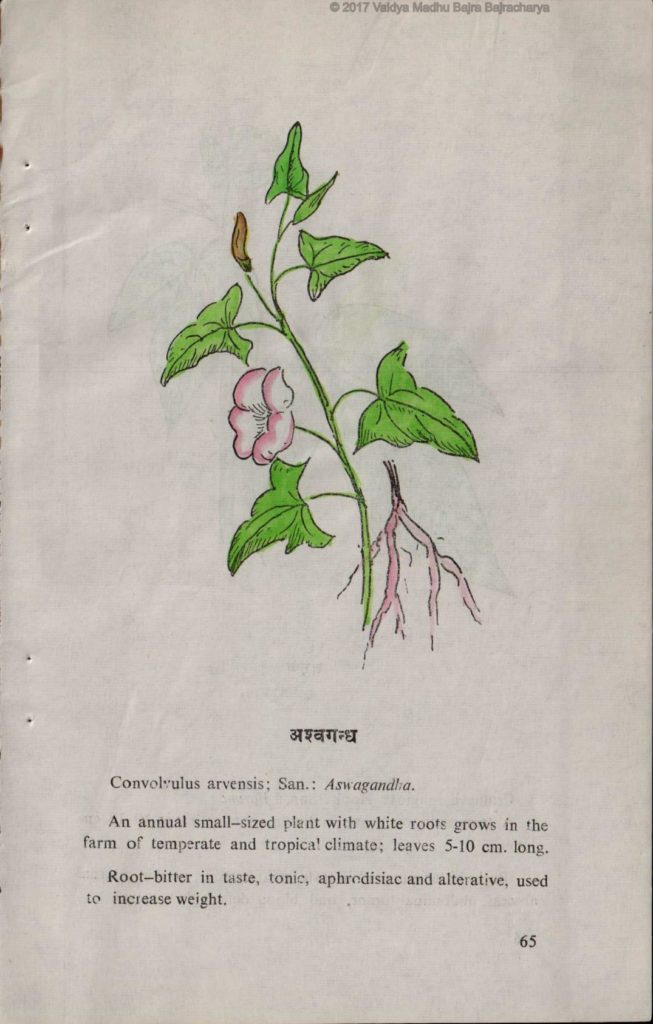 Nepalese Ashwagandha root
